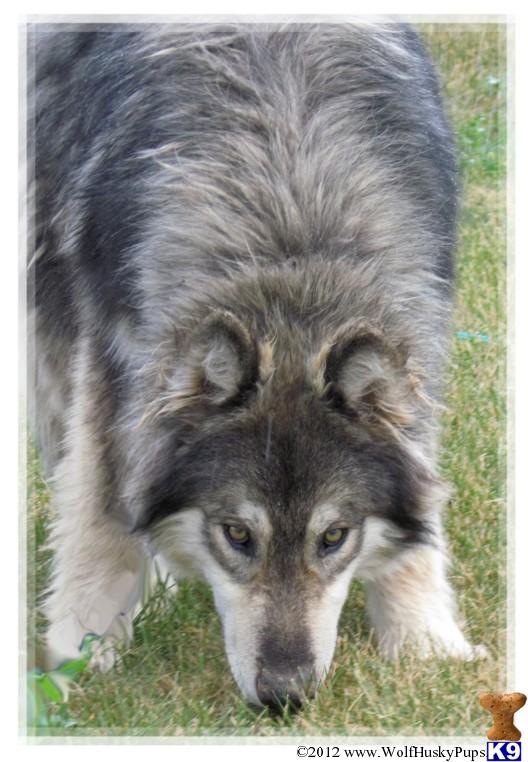 HYBRID WOLF PUPS